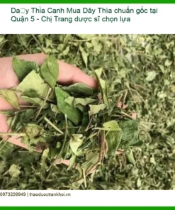 Dây Thìa Canh chuẩn gốc Quận 5 - Chị Trang - Địa chỉ Bán Giao nhanh TPHCM