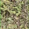 Mua Dây Thìa Canh ở đâu Quận 7 chất lượng - Cô Vân chọn vị tự nhiên - Có sẵn