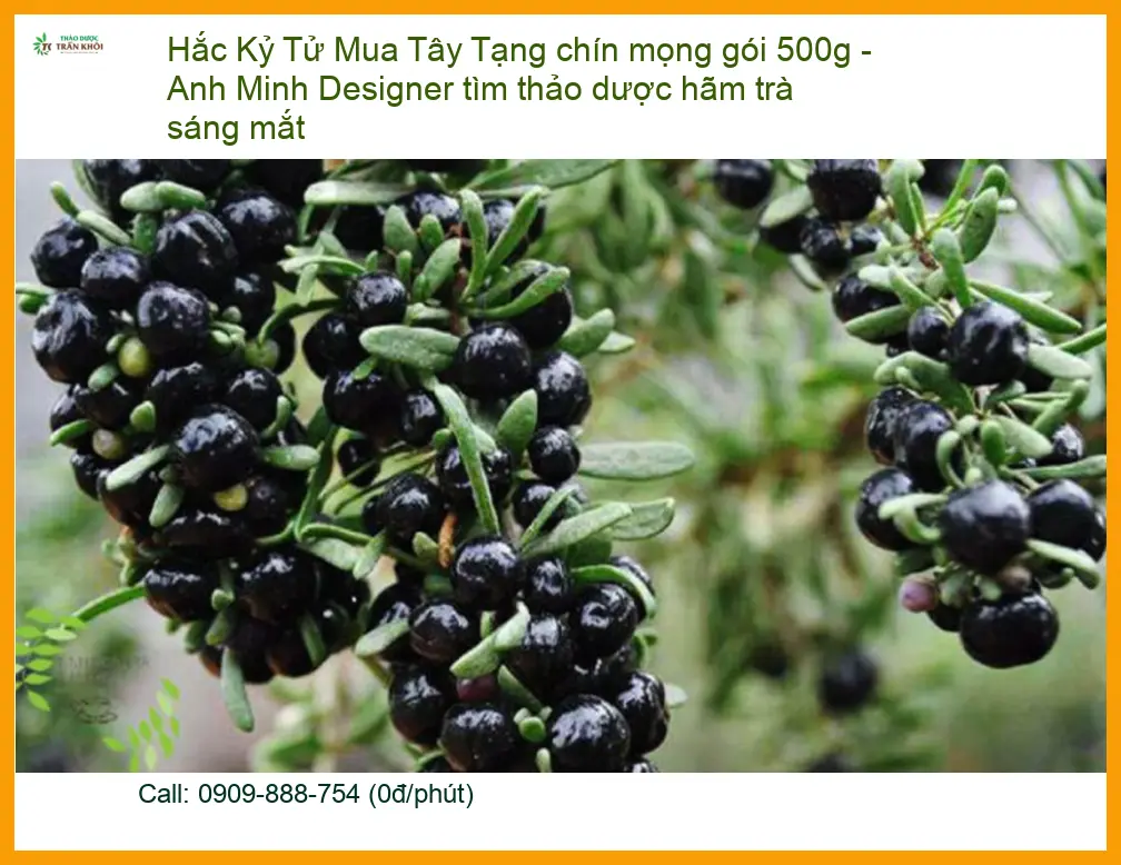Hắc Kỷ Tử Tây Tạng chín mọng gói 500g - Đơn vị cung cấp có sẵn tại Sài Gòn