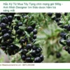 Hắc Kỷ Tử Tây Tạng chín mọng gói 500g - Địa chỉ bán giao nhanh TPHCM