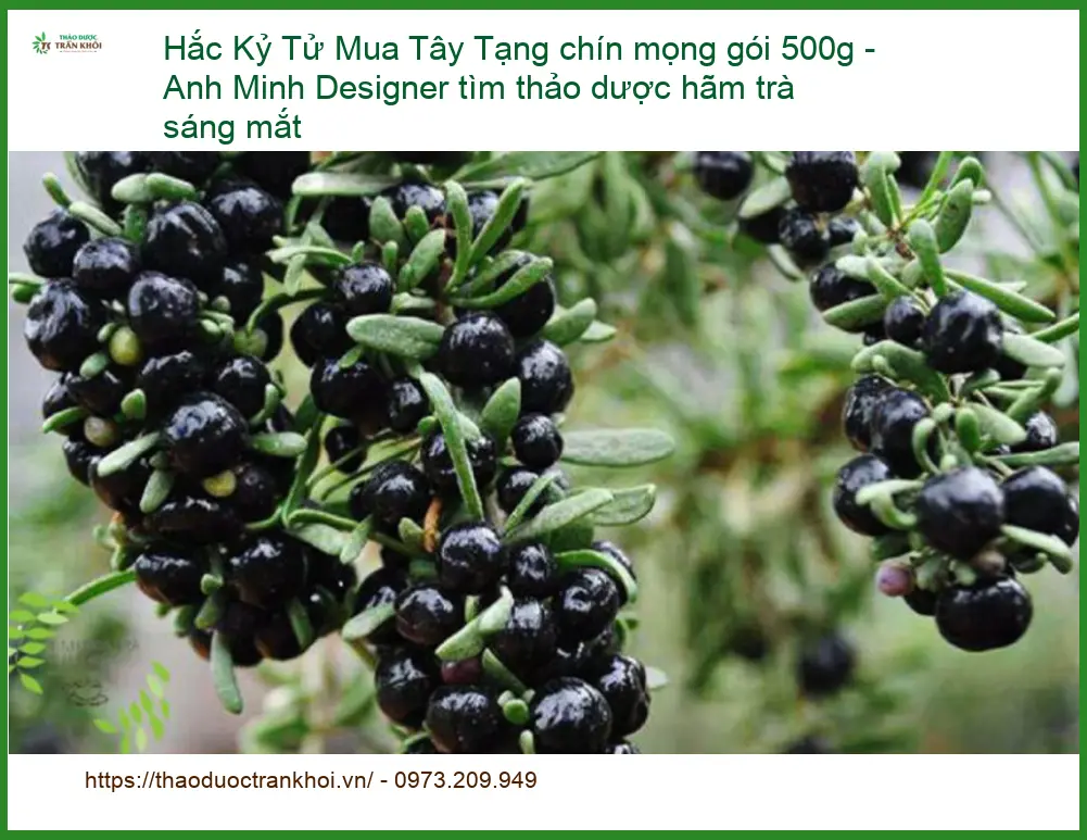 Hắc Kỷ Tử Tây Tạng chín mọng gói 500g - Địa chỉ bán giao nhanh TPHCM