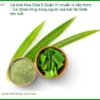Mua Lá Dứa Quận 11 chuẩn vị nếp thơm - Đơn vị cung cấp sỉ lẻ TPHCM