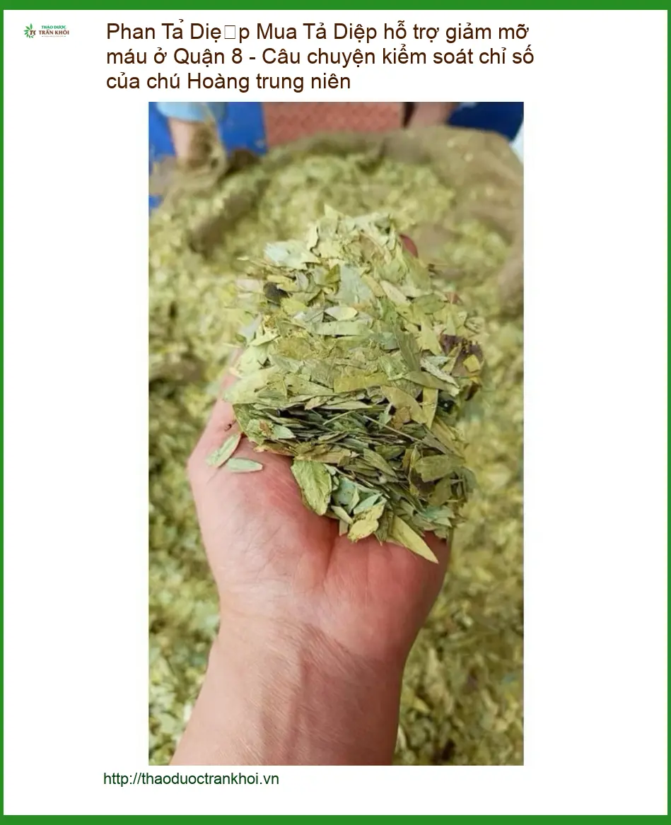 Mua Phan Tả Diệp hỗ trợ giảm mỡ máu ở Quận 8 - Địa chỉ bán có sẵn