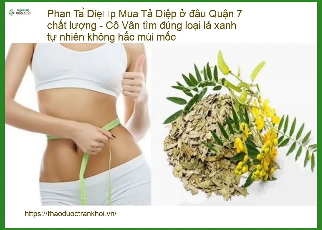 Phan Tả Diệp Quận 7 Chất Lượng Tự Nhiên - Địa chỉ bán sỉ lẻ giao nhanh