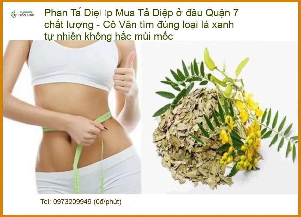 Mua Phan Tả Diệp ở đâu Quận 7 chất lượng - Đơn vị cung cấp giao nhanh