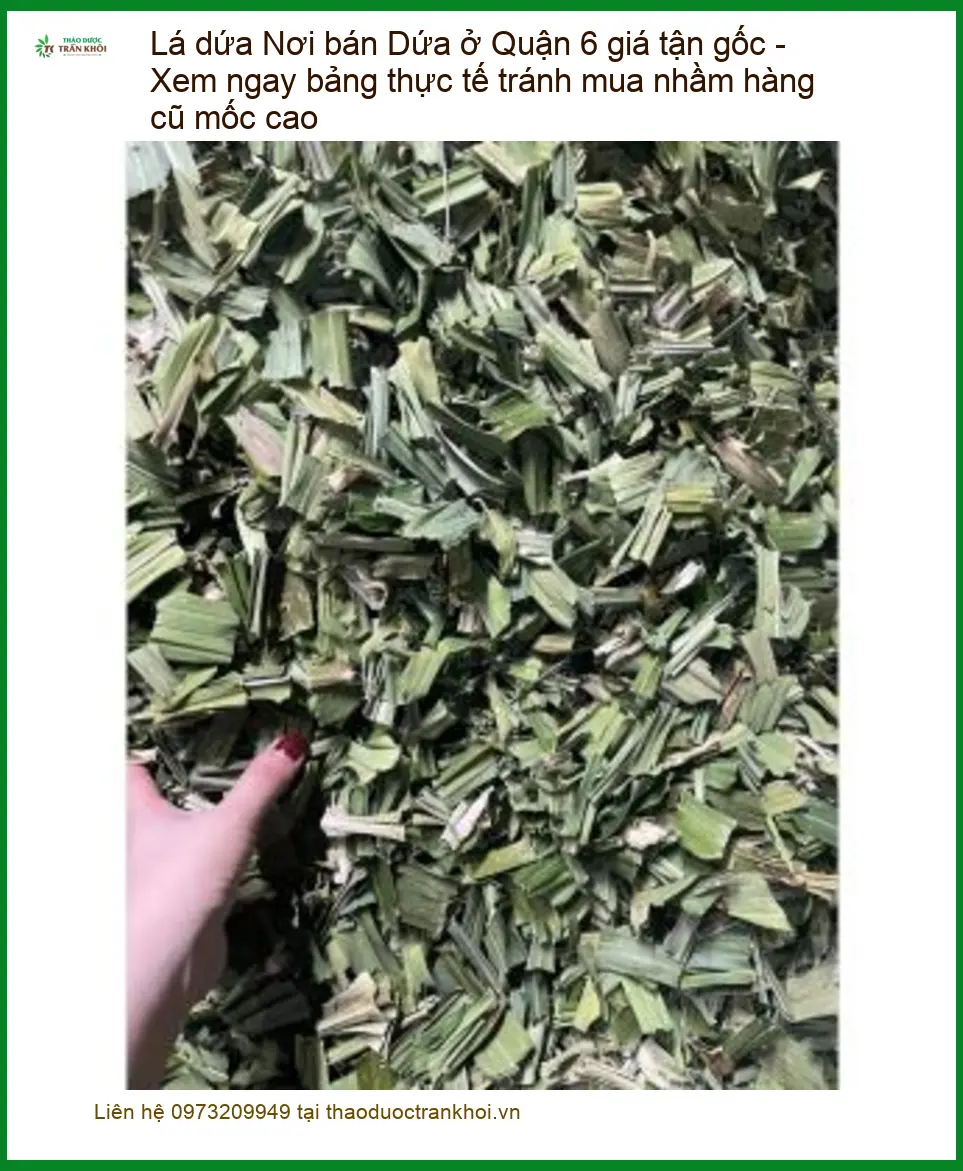 Nơi bán Lá Dứa ở Quận 6 giá tận gốc - Đơn vị Cung cấp Có sẵn TPHCM