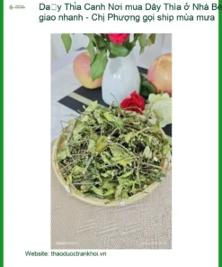 Dây Thìa Canh Nhà Bè giao nhanh - Địa chỉ cung cấp sỉ lẻ TPHCM