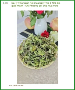 Nơi mua Dây Thìa Canh ở Nhà Bè giao nhanh - Đơn vị cung cấp sỉ lẻ có sẵn TPHCM