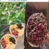 Nụ Hoa Hồng đặc sản hữu cơ chính hiệu gói 500g - Địa chỉ bán sỉ lẻ TPHCM