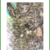 Review Trà Dây Thìa Canh vị thanh dễ uống - Bạn Vy mua tặng ông bà | Có sẵn Sài Gòn