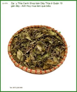 Shop bán Dây Thìa Canh ở Quận 10 gần đây - Anh Huy mua làm quà biếu