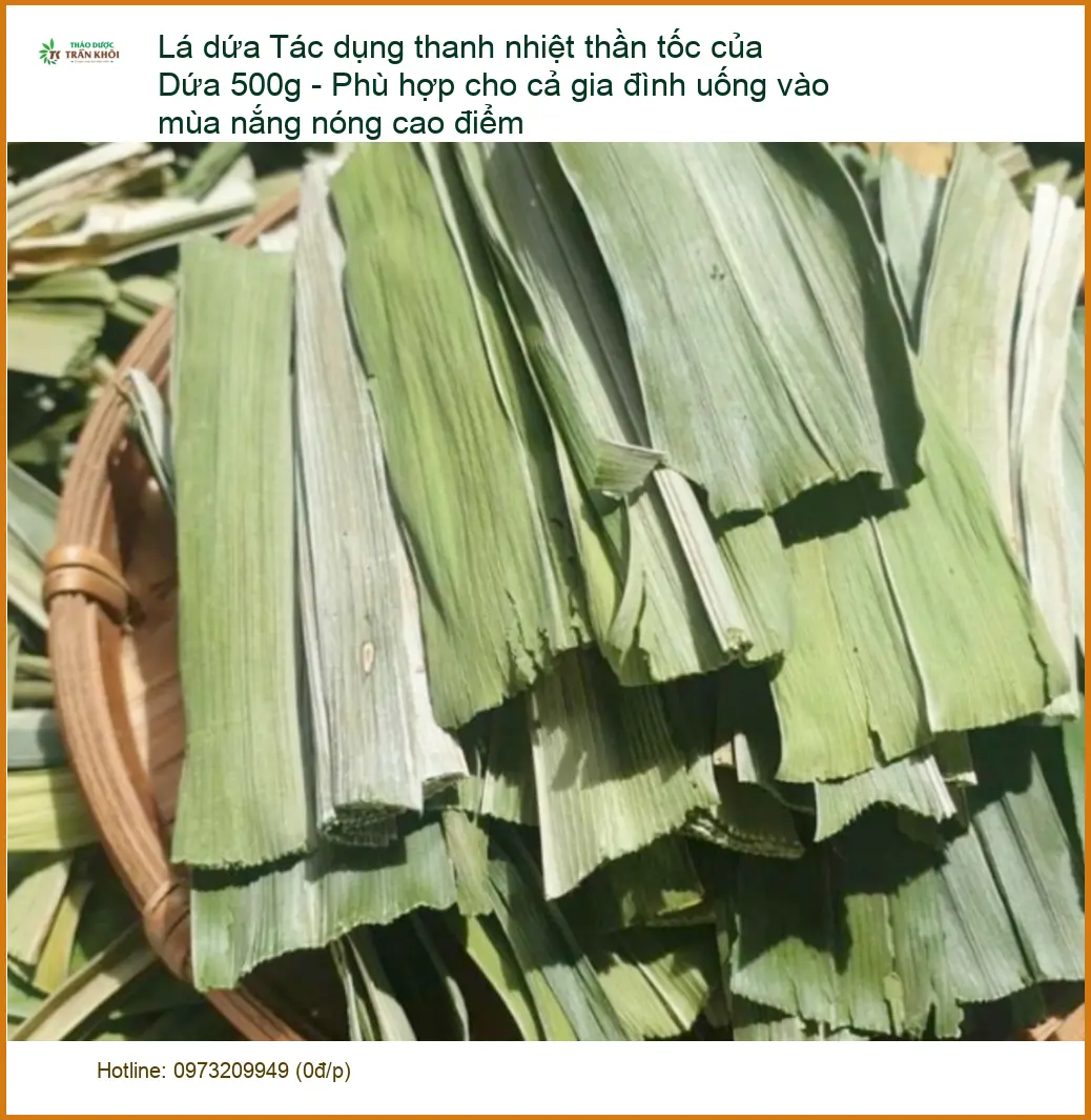 Lá Dứa 500g thanh nhiệt thần tốc mùa nắng nóng - Địa chỉ Bán Giao nhanh TPHCM