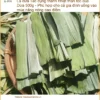 Lá Dứa 500g thanh nhiệt thần tốc mùa nắng nóng - Địa chỉ Bán Giao nhanh TPHCM