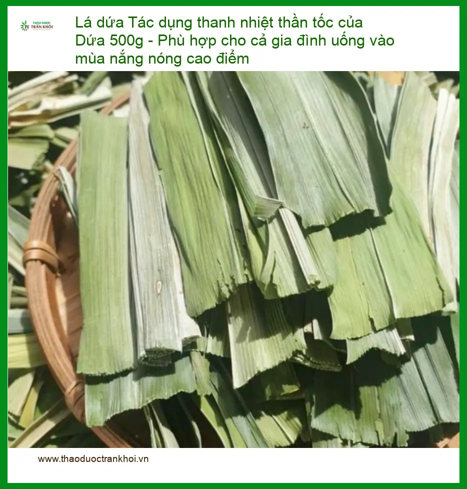 Lá Dứa 500g Thanh Nhiệt Thần Tốc Cho Gia Đình - Địa chỉ Bán Giao nhanh TPHCM