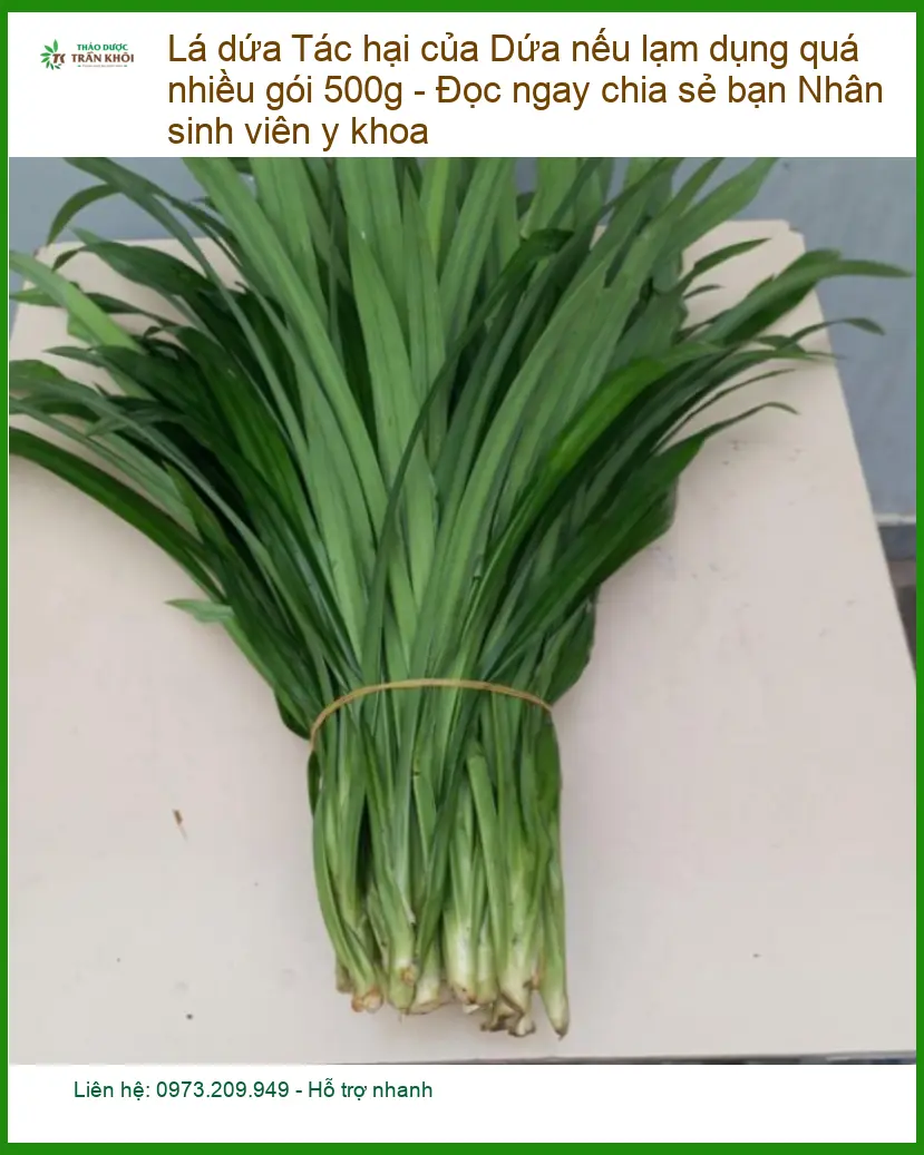Tác hại của Lá Dứa 500g - Đơn vị Cung cấp Có sẵn tại TPHCM