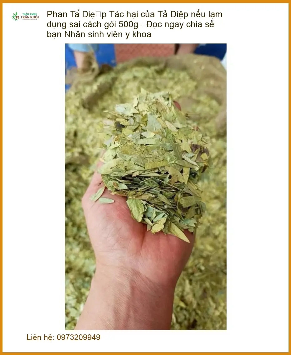 Phan Tả Diệp 500g - Tác hại & Cách dùng đúng chuẩn y khoa - Địa chỉ bán TPHCM