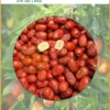 Tác hại của Táo Đỏ Khô nếu ăn quá nhiều gói 500g - Địa chỉ bán giao nhanh TPHCM