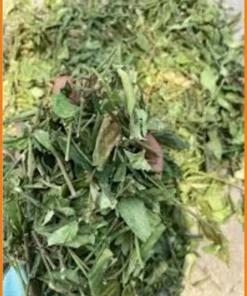 Dây Thìa Canh 500g - Tác hại nếu uống sai cách - Đơn vị Bán Có sẵn TPHCM