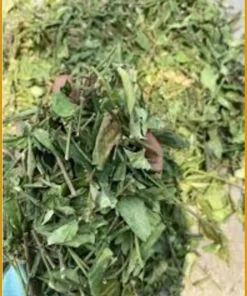 Tác hại Dây Thìa Canh nếu uống sai cách 500g - Bạn Nhân y khoa chia sẻ - HCM