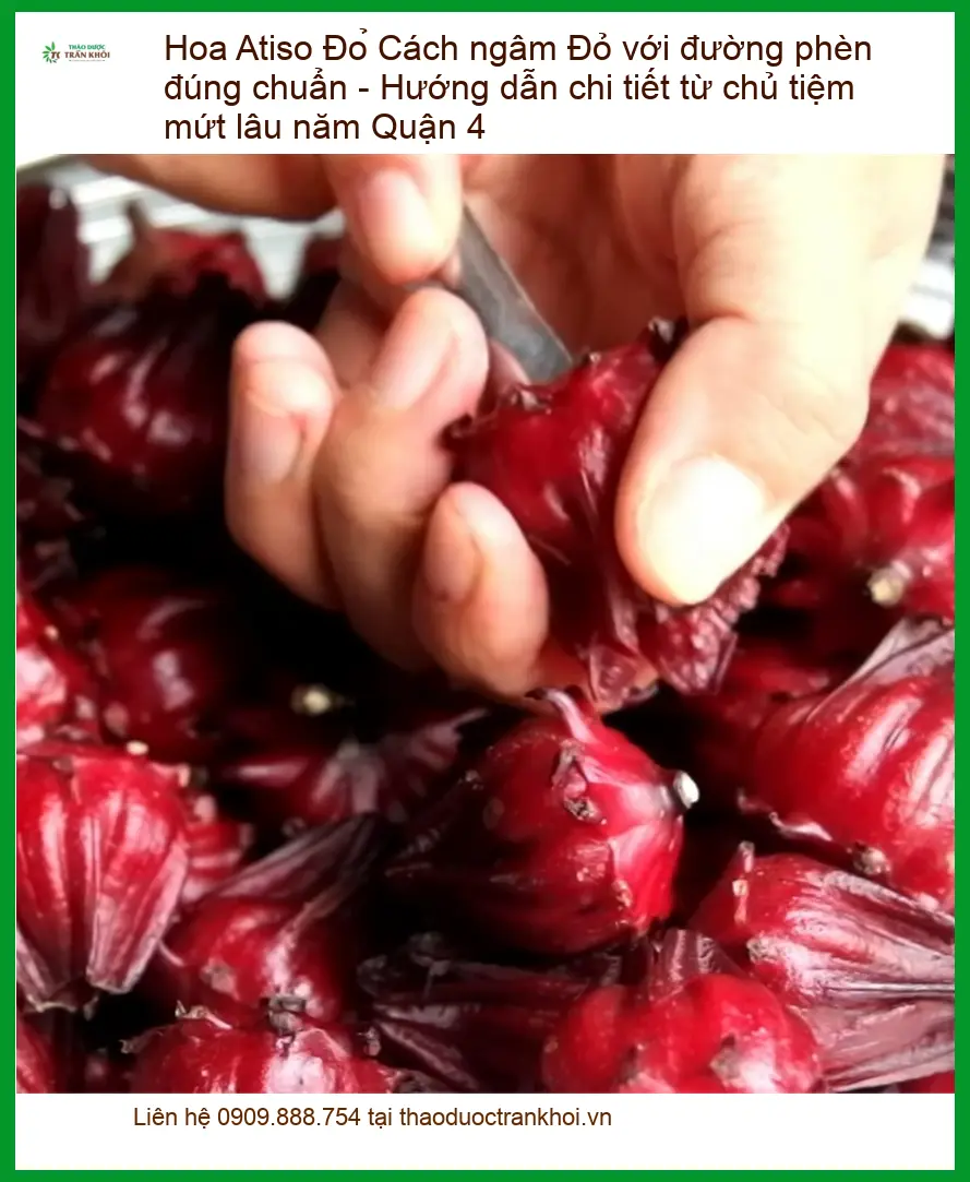 Cách ngâm Hoa Atiso Đỏ với đường phèn đúng chuẩn - Đơn vị Cung cấp Sỉ lẻ