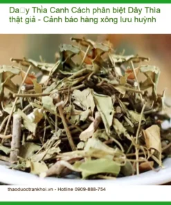Cách phân biệt Dây Thìa Canh thật giả - Cảnh báo hàng xông lưu huỳnh
