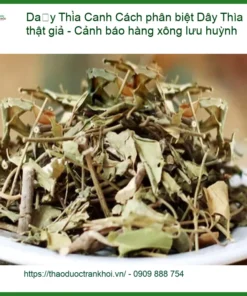 Cách phân biệt Dây Thìa Canh thật giả - Cảnh báo hàng xông lưu huỳnh