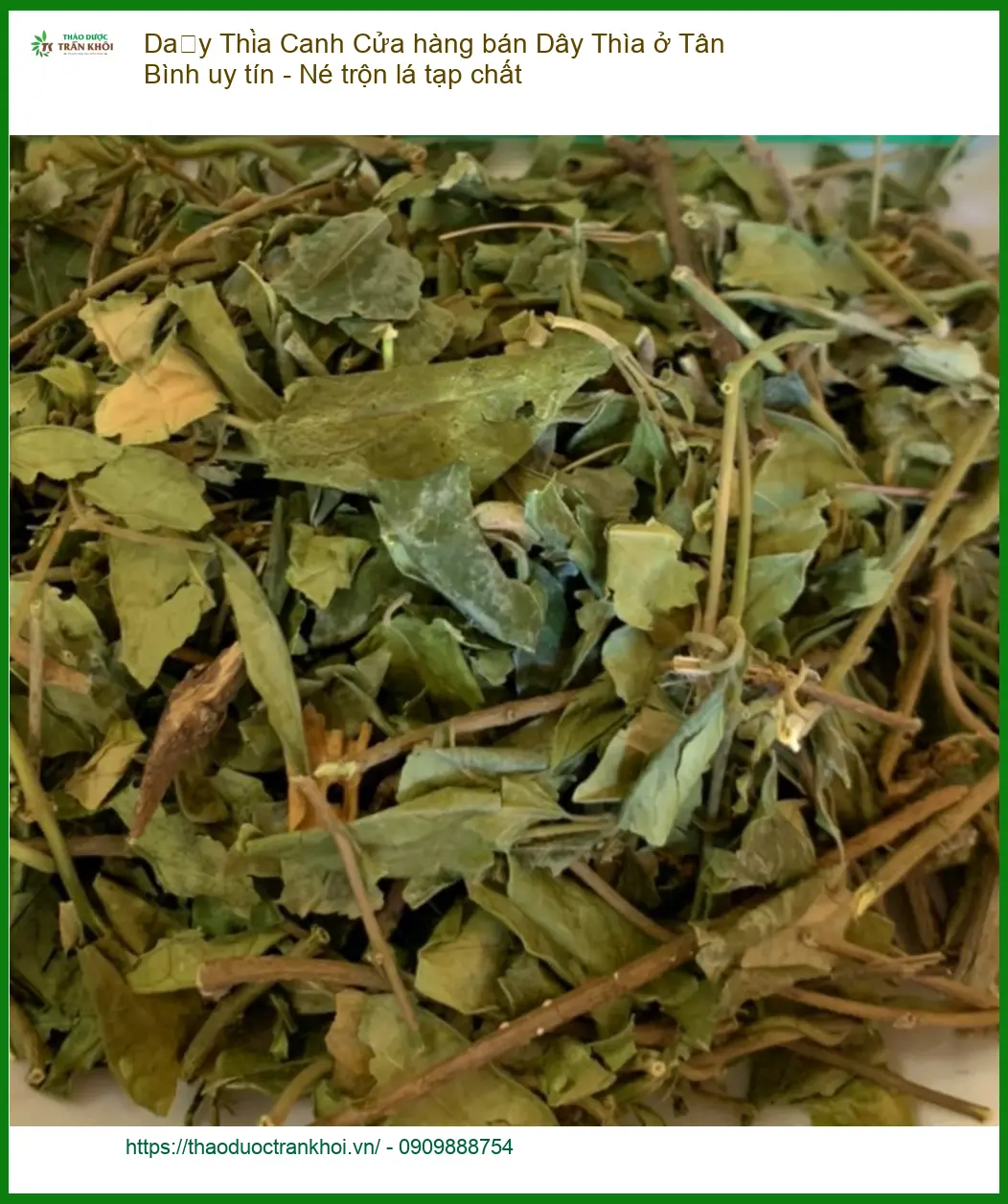 Cửa hàng bán Dây Thìa Canh ở Tân Bình uy tín - Né hàng trộn lá tạp chất