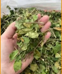 Dây Thìa Canh tốt cho người già đường huyết cao 1kg - Bác Bình ngủ ngon