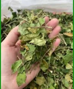 Dây Thìa Canh tốt cho người già đường huyết cao 1kg - Bác Bình ngủ ngon - TPHCM