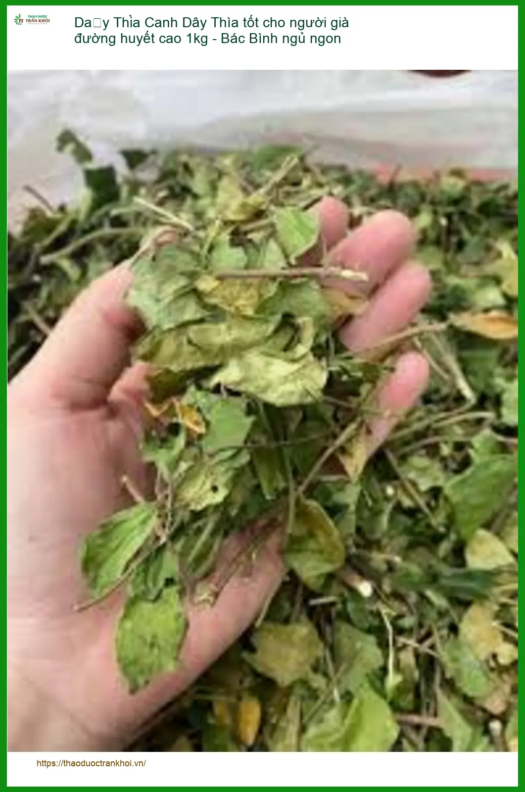 Dây Thìa Canh tốt cho người già đường huyết cao 1kg - Bác Bình ngủ ngon - TPHCM