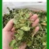 Dây Thìa Canh tốt cho người già đường huyết cao 1kg - Bác Bình ngủ ngon