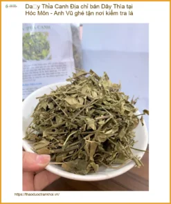 Địa chỉ bán Dây Thìa Canh tại Hóc Môn - Anh Vũ ghé tận nơi kiểm tra lá