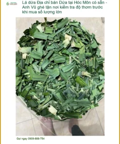 Lá Dứa Tươi Hóc Môn Chất Lượng - Đơn vị Cung cấp Có sẵn Giao nhanh TPHCM