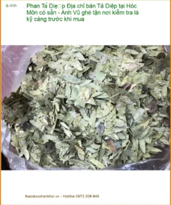 Phan Tả Diệp tại Hóc Môn - Địa chỉ Bán Giao nhanh, Anh Vũ kiểm tra lá