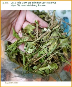 Dây Thìa Canh Chị Hạnh Gò Vấp tránh ẩm mốc - Địa chỉ bán giao nhanh