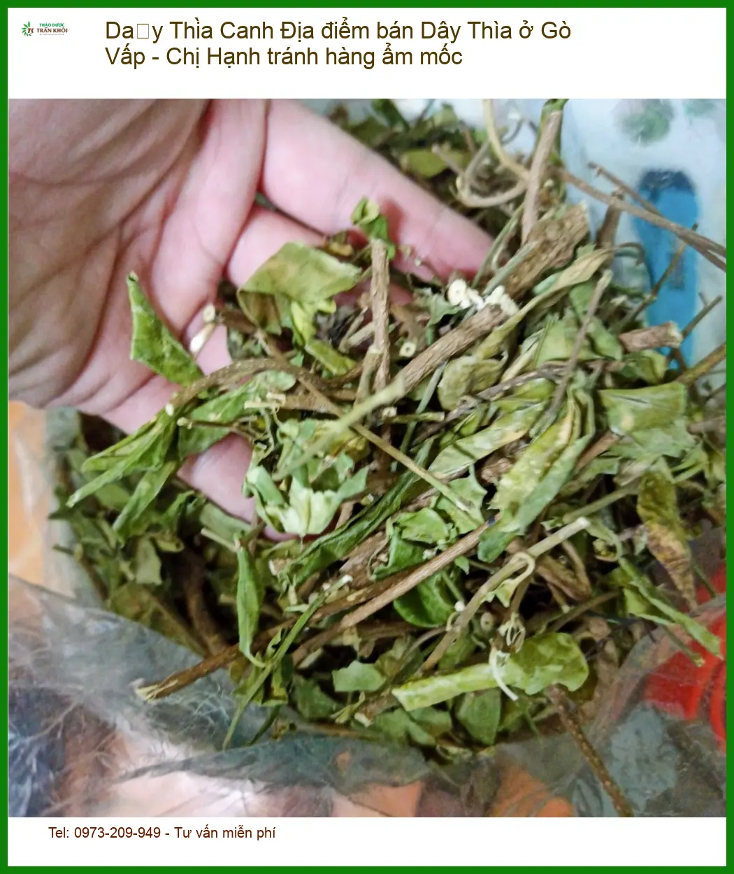 Địa điểm bán Dây Thìa Canh ở Gò Vấp - Chị Hạnh tránh hàng ẩm mốc | Bán sỉ lẻ