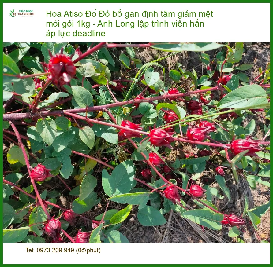 Hoa Atiso Đỏ bổ gan định tâm giảm mệt mỏi 1kg - Sỉ lẻ giao nhanh TPHCM