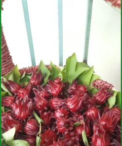 Hoa Atiso Đỏ nấu nước uống giá sinh viên gói 250g - Bán giao nhanh TPHCM