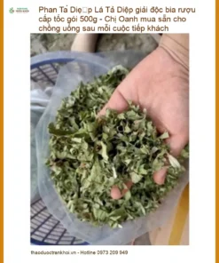 Lá Phan Tả Diệp giải độc bia rượu cấp tốc gói 500g - Bán có sẵn TPHCM