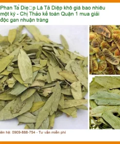 Lá Phan Tả Diệp khô giải độc gan nhuận tràng - Địa chỉ bán giao nhanh TPHCM