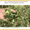 Mua Dây Thìa Canh chuẩn gốc tại Quận 5 - Chị Trang dược sĩ chọn lựa