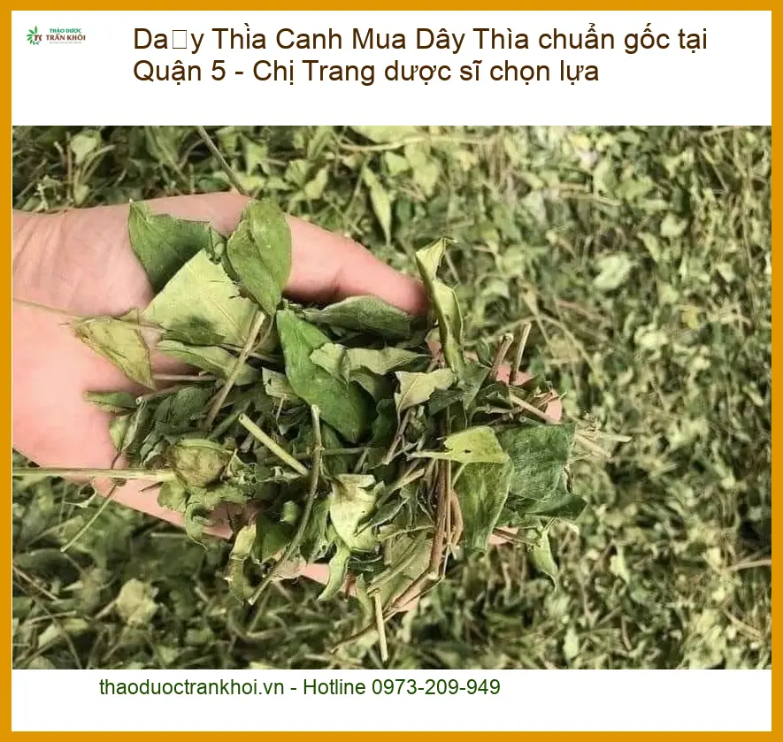 Mua Dây Thìa Canh chuẩn gốc tại Quận 5 - Chị Trang dược sĩ chọn lựa