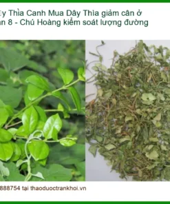 Mua Dây Thìa Canh giảm cân ở Quận 8 - Chú Hoàng kiểm soát lượng đường