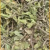 Mua Dây Thìa Canh ở đâu Quận 7 chất lượng - Cô Vân chọn vị tự nhiên - Bán