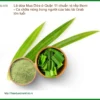 Mua Lá Dứa ở Quận 11 chuẩn vị nếp thơm - Địa chỉ Bán Giao nhanh