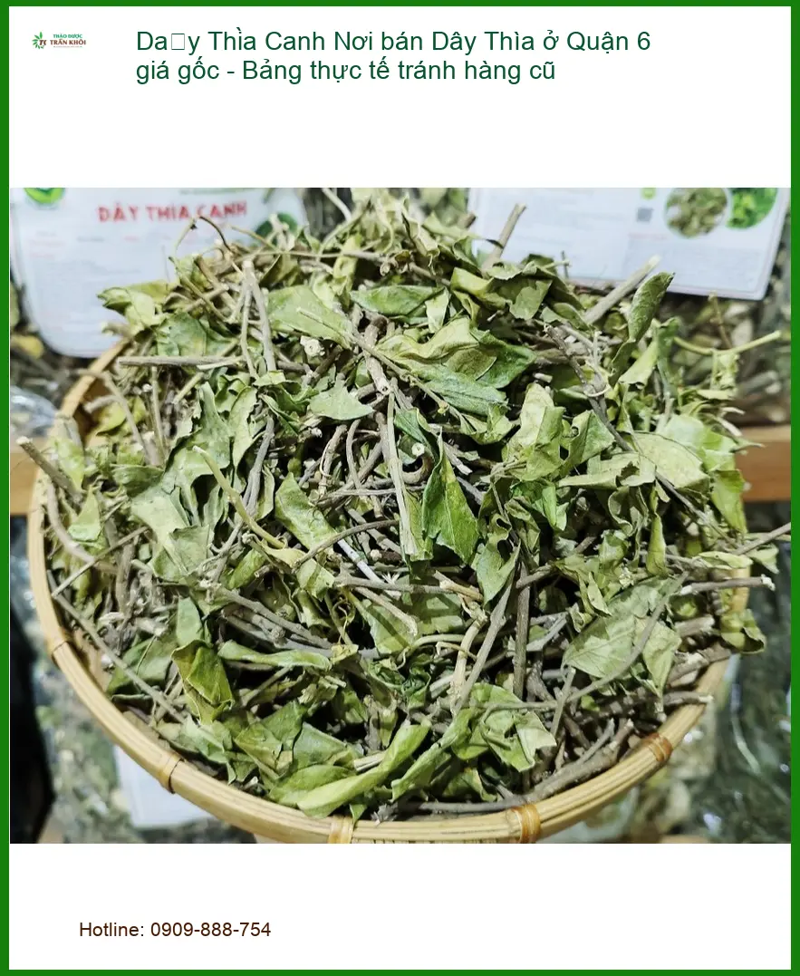 Nơi bán Dây Thìa Canh ở Quận 6 giá gốc - Bảng giá thực tế tránh hàng cũ