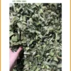 Nơi bán Lá Dứa ở Quận 6 giá tận gốc - Địa chỉ cung cấp giao nhanh TPHCM