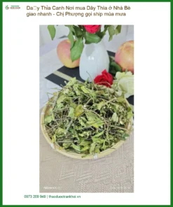 Dây Thìa Canh ở Nhà Bè giao nhanh TPHCM - Địa chỉ Cung cấp sỉ lẻ có sẵn