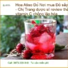 Hoa Atiso Đỏ sấy khô Quận 5 - Dược sĩ Trang review - Địa chỉ Bán Giao nhanh