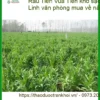 Rau Tiến Vua khô sạch gói 500g - Chị Linh văn phòng mua về nấu bữa tối